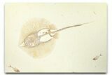 Fossil Stingray (Heliobatis) with Fish - Huge For Species #360539-1